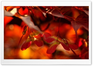 Red Autumn Leaves, Close Up Ultra HD Wallpaper for 4K UHD Widescreen desktop, tablet & smartphone