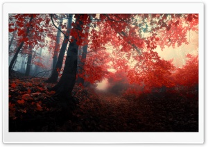 Red Autumn Trees Fog Ultra HD Wallpaper for 4K UHD Widescreen desktop, tablet & smartphone