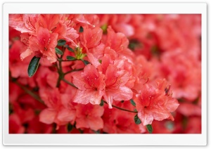 Red Azalea Flowers Ultra HD Wallpaper for 4K UHD Widescreen desktop, tablet & smartphone