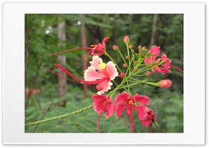 red beauty 4K UHD Wallpaper for Widescreen and UltraWide Desktop, UltraHD TV, Smartphone, Tablet