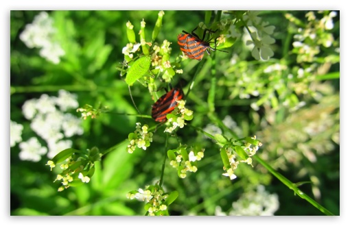 Red Beetle Ultra HD Desktop Background Wallpaper for : Widescreen