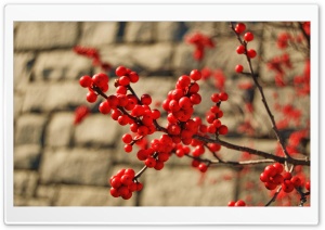 Red Berries Ultra HD Wallpaper for 4K UHD Widescreen desktop, tablet & smartphone