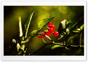Red Berries Bokeh Ultra HD Wallpaper for 4K UHD Widescreen desktop, tablet & smartphone