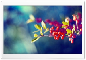 Red Berries Branch Ultra HD Wallpaper for 4K UHD Widescreen desktop, tablet & smartphone
