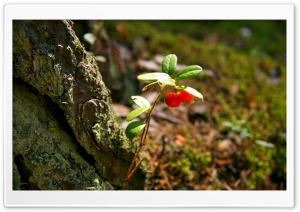Red Berries Plant Ultra HD Wallpaper for 4K UHD Widescreen desktop, tablet & smartphone