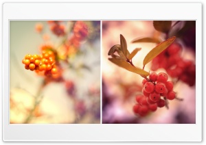Red Berries Twigs Ultra HD Wallpaper for 4K UHD Widescreen desktop, tablet & smartphone