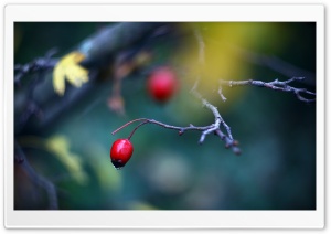 Red Berry Close Up Ultra HD Wallpaper for 4K UHD Widescreen desktop, tablet & smartphone