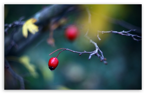 Red Berry Close Up UltraHD Wallpaper for 8K UHD TV 16:9 Ultra High Definition 2160p 1440p 1080p 900p 720p ; Widescreen 16:10 5:3 WHXGA WQXGA WUXGA WXGA WGA ; Fullscreen 4:3 5:4 3:2 UXGA XGA SVGA QSXGA SXGA DVGA HVGA HQVGA ( Apple PowerBook G4 iPhone 4 3G 3GS iPod Touch ) ; Tablet 1:1 ; Mobile 3:5 3:4 - ; Dual 16:10 5:3 16:9 4:3 5:4 WHXGA WQXGA WUXGA WXGA WGA 2160p 1440p 1080p 900p 720p UXGA XGA SVGA QSXGA SXGA ;