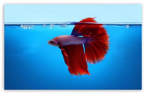 Red Betta Fish Underwater UltraHD Wallpaper for UHD 16:9 ; HD 16:9 ; UltraWide 21:9 24:10 ; Widescreen 16:10 5:3 ; Fullscreen 4:3 5:4 3:2 ; Tablet 1:1 ; Dual 5:4 ;