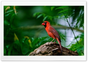 Red Bird Ultra HD Wallpaper for 4K UHD Widescreen desktop, tablet & smartphone
