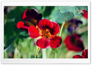 Red Bloom Ultra HD Wallpaper for 4K UHD Widescreen desktop, tablet & smartphone