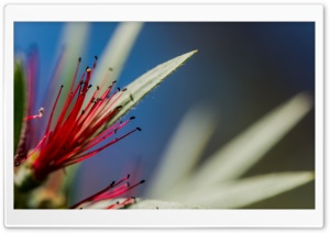 Red Bottlebrush Flower Macro Ultra HD Wallpaper for 4K UHD Widescreen desktop, tablet & smartphone