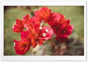 Red Bougainvillea Flowers Ultra HD Wallpaper for 4K UHD Widescreen desktop, tablet & smartphone