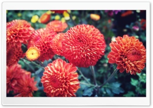 Red Bright Chrysanthemum Ultra HD Wallpaper for 4K UHD Widescreen desktop, tablet & smartphone
