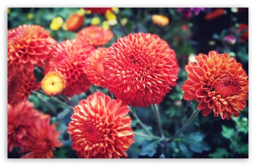 Red Bright Chrysanthemum UltraHD Wallpaper for 8K UHD TV 16:9 Ultra High Definition 2160p 1440p 1080p 900p 720p ; Widescreen 16:10 5:3 WHXGA WQXGA WUXGA WXGA WGA ; Fullscreen 4:3 5:4 3:2 UXGA XGA SVGA QSXGA SXGA DVGA HVGA HQVGA ( Apple PowerBook G4 iPhone 4 3G 3GS iPod Touch ) ; Tablet 1:1 ; Mobile 3:5 3:4 - ;