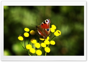 Red Butterfly Ultra HD Wallpaper for 4K UHD Widescreen desktop, tablet & smartphone