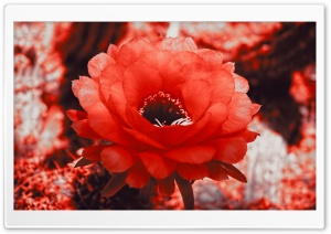 Red Cactus Blossom Ultra HD Wallpaper for 4K UHD Widescreen desktop, tablet & smartphone