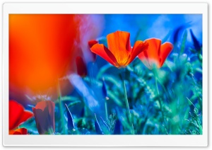 Red California Poppies Ultra HD Wallpaper for 4K UHD Widescreen desktop, tablet & smartphone