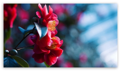 Red Camellia UltraHD Wallpaper for 8K UHD TV 16:9 Ultra High Definition 2160p 1440p 1080p 900p 720p ;