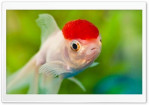 Red Cap Oranda Goldfish Ultra HD Wallpaper for 4K UHD Widescreen desktop, tablet & smartphone