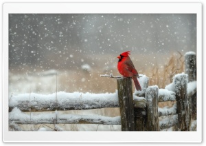 Red Cardinal Bird, Snowing, Winter Ultra HD Wallpaper for 4K UHD Widescreen Desktop, Lockscreen, Screensaver, TV, Tablet, Smartphone