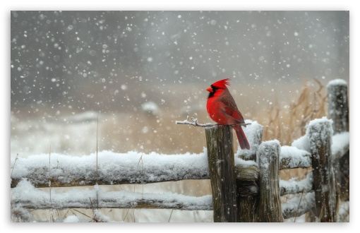 Red Cardinal Bird, Snowing, Winter UltraHD Wallpaper for UHD 16:9 ; HD 16:9 ; UltraWide 21:9 24:10 32:9 32:10 ; Widescreen 16:10 5:3 ; Fullscreen 4:3 5:4 3:2 ; Tablet 1:1 ; Mobile 9:16 9:19.5 9:20 9:21 9:22 10:16 2:3 3:5 3:4 ; Dual 16:10 5:3 16:9 4:3 5:4 3:2 ;