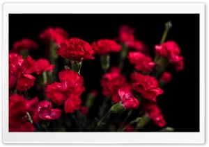 Red Carnations Flowers Ultra HD Wallpaper for 4K UHD Widescreen desktop, tablet & smartphone