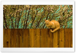Red Cat On Fence Ultra HD Wallpaper for 4K UHD Widescreen desktop, tablet & smartphone