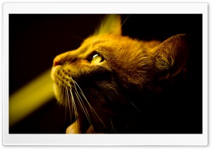 Red Cat Profile Ultra HD Wallpaper for 4K UHD Widescreen desktop, tablet & smartphone