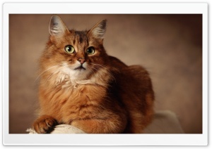 Red Cat Sitting On Armchair Ultra HD Wallpaper for 4K UHD Widescreen desktop, tablet & smartphone