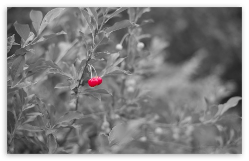 Red Cherry UltraHD Wallpaper for Wide 16:10 5:3 Widescreen WHXGA WQXGA WUXGA WXGA WGA ; 8K UHD TV 16:9 Ultra High Definition 2160p 1440p 1080p 900p 720p ; UHD 16:9 2160p 1440p 1080p 900p 720p ; Standard 4:3 5:4 3:2 Fullscreen UXGA XGA SVGA QSXGA SXGA DVGA HVGA HQVGA ( Apple PowerBook G4 iPhone 4 3G 3GS iPod Touch ) ; Tablet 1:1 ; iPad 1/2/Mini ; Mobile 4:3 5:3 3:2 16:9 5:4 - UXGA XGA SVGA WGA DVGA HVGA HQVGA ( Apple PowerBook G4 iPhone 4 3G 3GS iPod Touch ) 2160p 1440p 1080p 900p 720p QSXGA SXGA ; Dual 16:10 5:3 16:9 4:3 5:4 WHXGA WQXGA WUXGA WXGA WGA 2160p 1440p 1080p 900p 720p UXGA XGA SVGA QSXGA SXGA ;