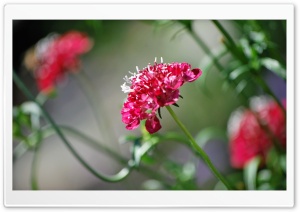 Red Cluster Bloom Ultra HD Wallpaper for 4K UHD Widescreen desktop, tablet & smartphone