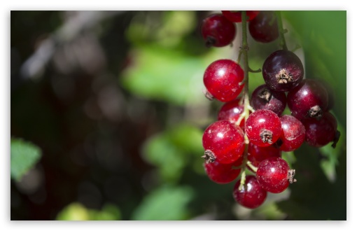 Red Currant UltraHD Wallpaper for UHD 16:9 ; HD 16:9 ; Widescreen 16:10 5:3 ; Fullscreen 3:2 ;