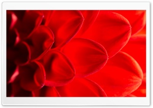 Red Dahlia Flower Macro Ultra HD Wallpaper for 4K UHD Widescreen desktop, tablet & smartphone
