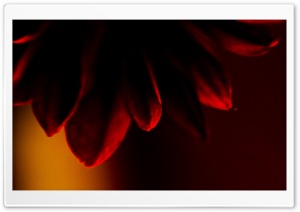 Red Daisy Ultra HD Wallpaper for 4K UHD Widescreen desktop, tablet & smartphone