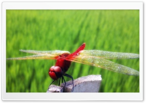 Red Dragonfly Part 2 Ultra HD Wallpaper for 4K UHD Widescreen desktop, tablet & smartphone