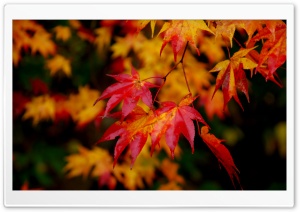 Red Dreams Ultra HD Wallpaper for 4K UHD Widescreen desktop, tablet & smartphone