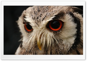 Red Eyed Owl Ultra HD Wallpaper for 4K UHD Widescreen desktop, tablet & smartphone