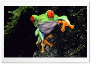 Red Eyed Tree Frog Ultra HD Wallpaper for 4K UHD Widescreen desktop, tablet & smartphone
