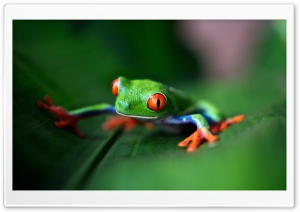 Red-eyed tree frog Macro Ultra HD Wallpaper for 4K UHD Widescreen desktop, tablet & smartphone