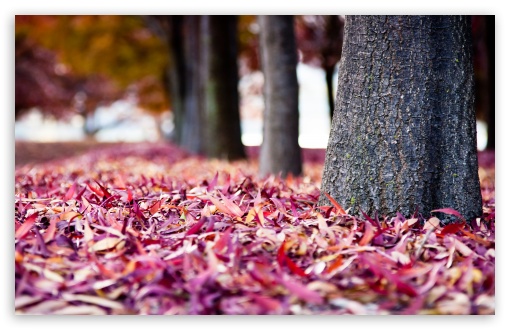 Red Fallen Leaves UltraHD Wallpaper for Wide 16:10 5:3 Widescreen WHXGA WQXGA WUXGA WXGA WGA ; 8K UHD TV 16:9 Ultra High Definition 2160p 1440p 1080p 900p 720p ; Standard 4:3 5:4 3:2 Fullscreen UXGA XGA SVGA QSXGA SXGA DVGA HVGA HQVGA ( Apple PowerBook G4 iPhone 4 3G 3GS iPod Touch ) ; Tablet 1:1 ; iPad 1/2/Mini ; Mobile 4:3 5:3 3:2 16:9 5:4 - UXGA XGA SVGA WGA DVGA HVGA HQVGA ( Apple PowerBook G4 iPhone 4 3G 3GS iPod Touch ) 2160p 1440p 1080p 900p 720p QSXGA SXGA ; Dual 16:10 5:3 4:3 5:4 WHXGA WQXGA WUXGA WXGA WGA UXGA XGA SVGA QSXGA SXGA ;