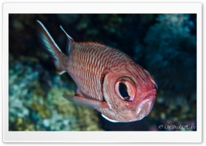 Red Fish with Big Eyes Ultra HD Wallpaper for 4K UHD Widescreen desktop, tablet & smartphone