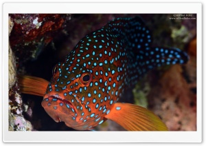 Red Fish With Blue Spots Ultra HD Wallpaper for 4K UHD Widescreen desktop, tablet & smartphone
