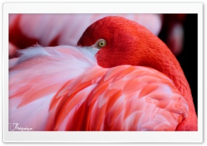 Red Flamingo Ultra HD Wallpaper for 4K UHD Widescreen desktop, tablet & smartphone
