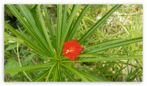 Red flower UltraHD Wallpaper for UHD 16:9 ; HD 16:9 ;