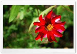 Red Flower Ultra HD Wallpaper for 4K UHD Widescreen desktop, tablet & smartphone