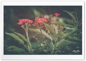 Red Flower-2 Ultra HD Wallpaper for 4K UHD Widescreen desktop, tablet & smartphone