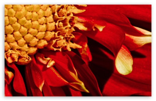 Red Flower Close-up UltraHD Wallpaper for UHD 16:9 ; HD 16:9 ; UltraWide 32:9 32:10 ; Widescreen 16:10 5:3 ; Fullscreen 4:3 5:4 3:2 ; Tablet 1:1 ; Mobile 3:5 3:4 ; Dual 16:10 5:3 16:9 4:3 5:4 ;