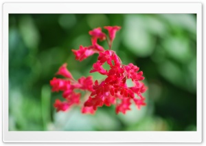 Red Flower Cluster Ultra HD Wallpaper for 4K UHD Widescreen desktop, tablet & smartphone