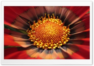 Red Flower Inside Macro Ultra HD Wallpaper for 4K UHD Widescreen Desktop, Lockscreen, Screensaver, TV, Tablet, Smartphone